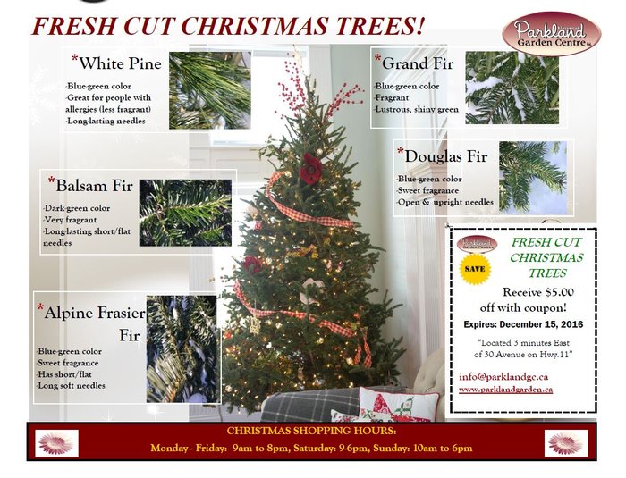 5.00 off Fresh Cut Christmas Trees at Parkland Nurseries